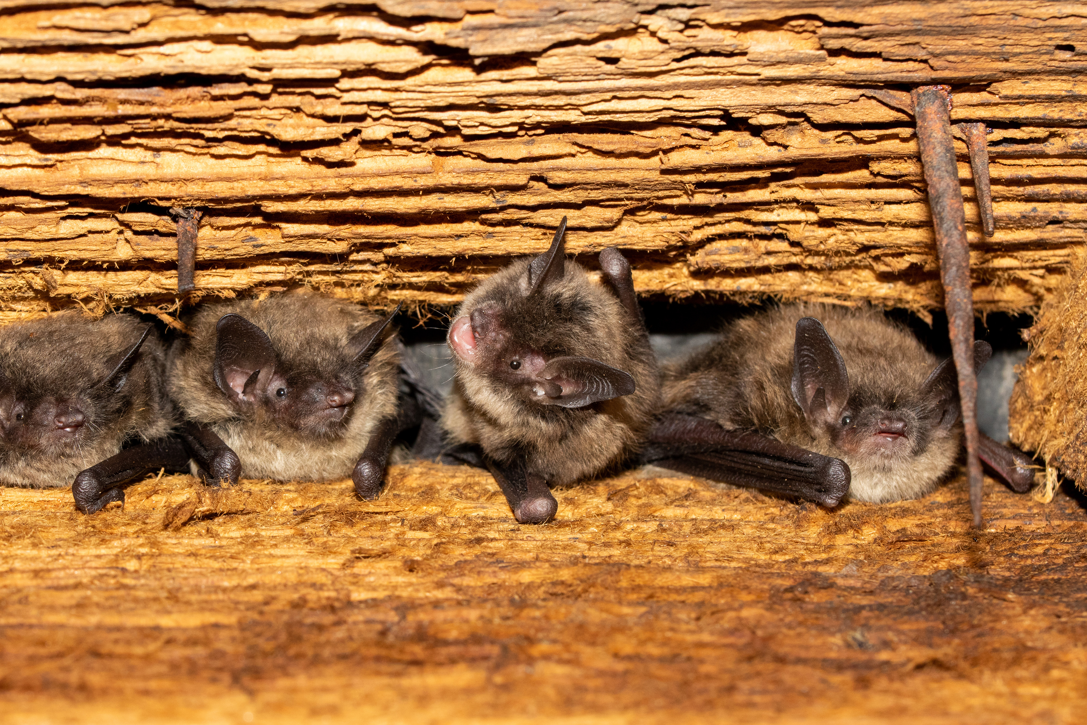 Little brown bats (Myotis lucifugus) roosting in building rafters.